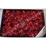 STELLE "6870 SPLENDID" ROSSO mm. 6,5 - 100 pz